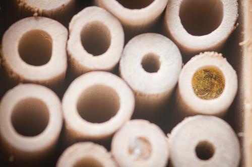 Osmia sp.